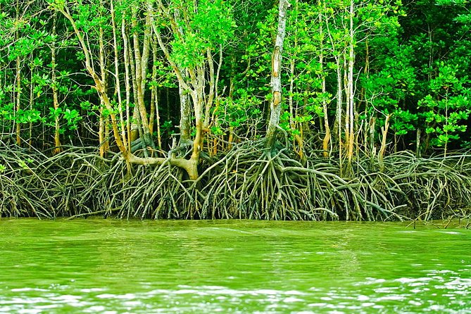 Private Mangrove Tour 3 Hour (max 8 People) - Mangrove boat ride with limestone formations that matter