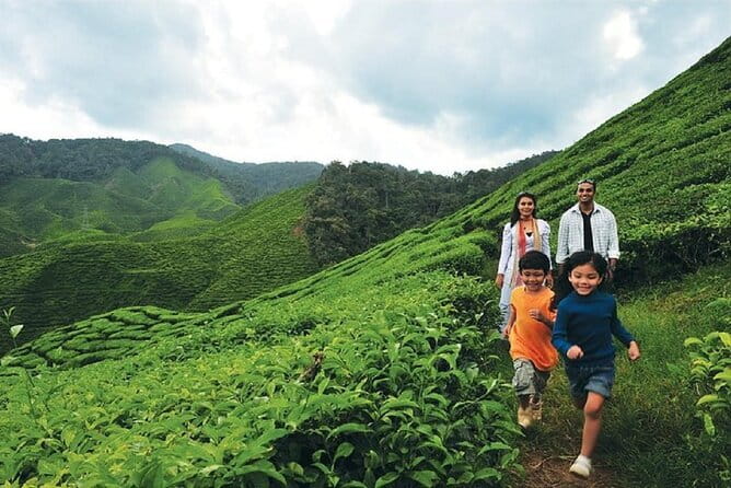 Private Nature Trip to Cameron Highlands from Kuala Lumpur - Cameron Highlands First: Views, Tea-Country Atmosphere, and Farm District Energy