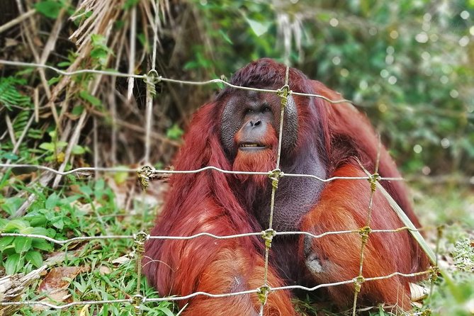Private Tour: Ipoh Secrets Taiping Heritage & Orang Utan Island - Quick takeaways