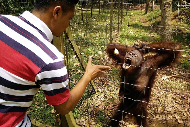 Private Tour: Ipoh Secrets Taiping Heritage & Orang Utan Island - Price and What You Actually Get for Your Money