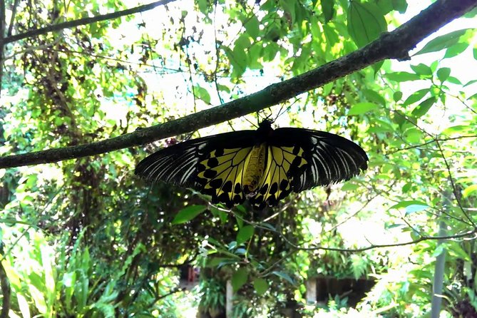 Private Tour to The Best of Animal Attractions in Kuala Lumpur - Hotel Pickup and Door-to-Door Transfers: Where the Real Convenience Lives