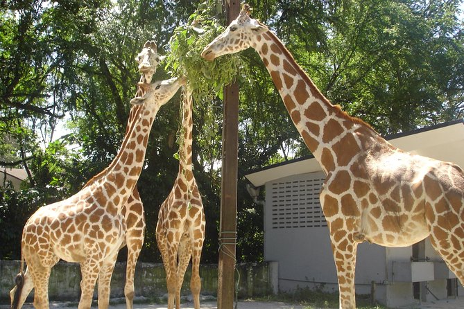 Private Tour to The Best of Animal Attractions in Kuala Lumpur - Price and Value: Is $215.25 Per Person Worth It?