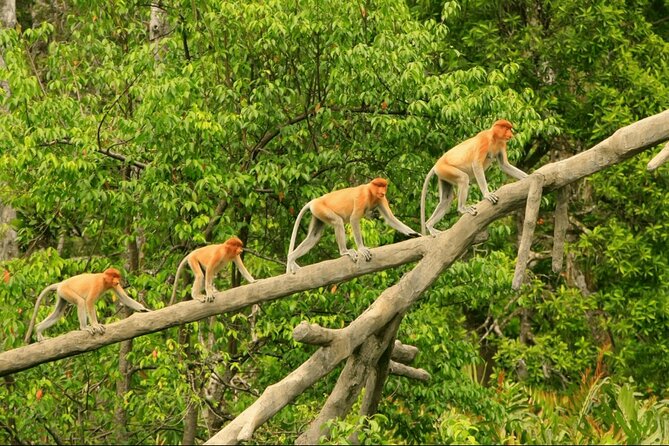 Proboscis Monkey and Fireflies River Cruise - Key things I think you will care about