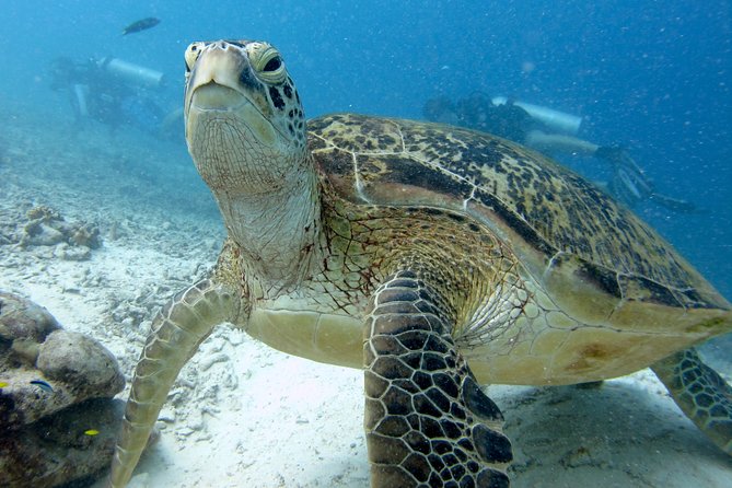 RAID Try-Dive Experience in Kota Kinabalu - Key things to know before you go
