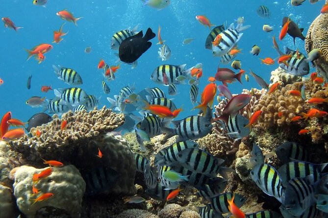 RAID Try-Dive Experience in Kota Kinabalu - A calm half-day underwater start from Jesselton Point Jetty