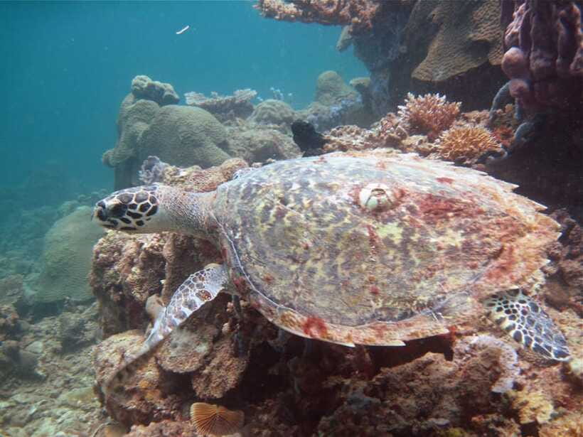 RAID Try-Dive in Kota Kinabalu, Sabah - Boat Transfer Comfort in Kota Kinabalu, Not Just a Means to an End