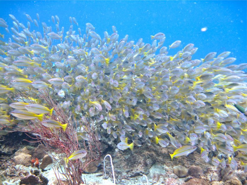 RAID Try-Dive in Kota Kinabalu, Sabah - Marine Life You Can Expect in Sabah, Plus How to Spot It Better