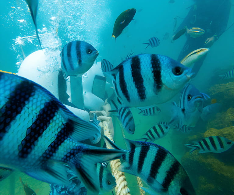 Sabah: Dreamer Island Snorkeling Day Tour Ticket - Star Marina Check-In and Your Speedboat Window