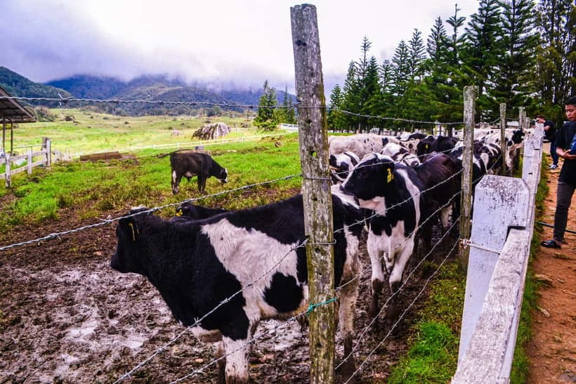 Sabah: Kinabalu Park, Poring Hot Springs & Desa Farm Tour - Poring Hot Springs: steam, walking time, and why people come early