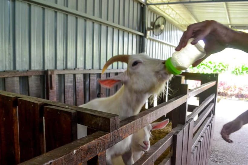 Sabah: Kinabalu Park, Poring Hot Springs & Desa Farm Tour - Kinabalu Park photo stop: make it count