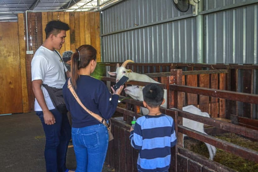 Sabah: Kinabalu Park, Poring Hot Springs & Desa Farm Tour - Transportation, shared groups, and the 7:00 AM reality