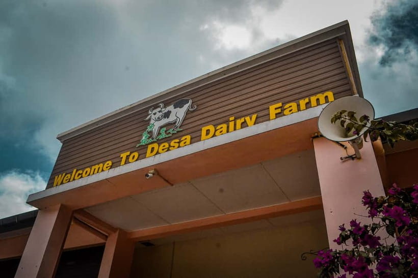 Sabah: Kinabalu Park, Poring Hot Springs & Desa Farm Tour - Desa Dairy Farm: Little New Zealand for ice cream and simple fun