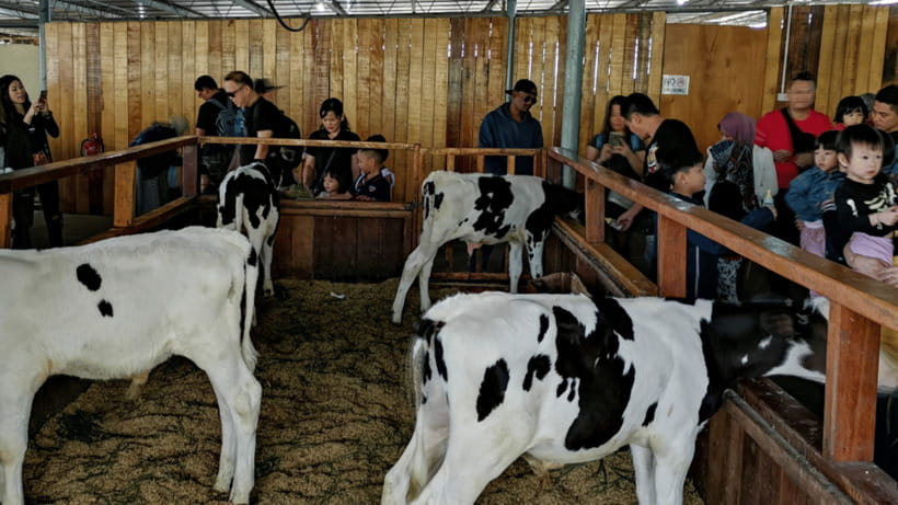 Sabah: Kundasang Nature Day Tour - Timing, Crowds, and What to Wear in Cooler Kundasang Air