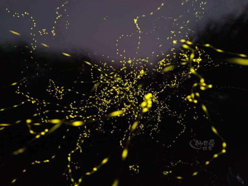 Sabah: Mangrove Fireflies, and Sky Mirror Dream Beach Tour - Fireflies Over the Mangroves: The Night Segment That Makes the Whole Day Click