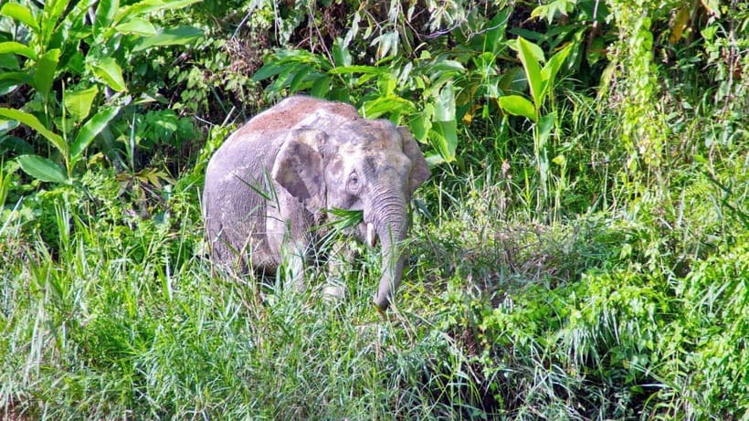 Sandakan: 2 Days 1 Night Bilit, Kinabatangan River Wildlife - Key Things to Know Before You Go to Bilit, Kinabatangan