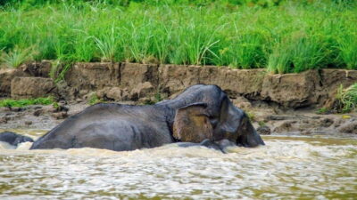 2 Days 1 Night Bilit, Kinabatangan River Wildlife
