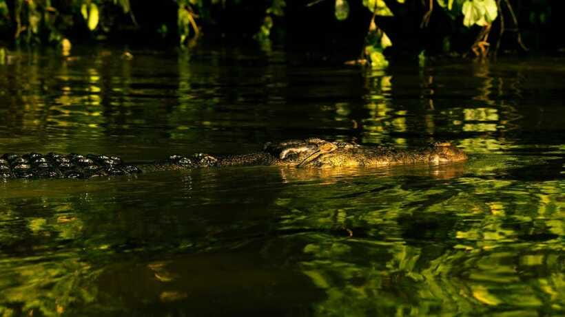 Sandakan: 2 Days 1 Night Bilit, Kinabatangan River Wildlife - Packing for Bilit: Cameras, Flash Rules, Insects, and Wet Weather Reality