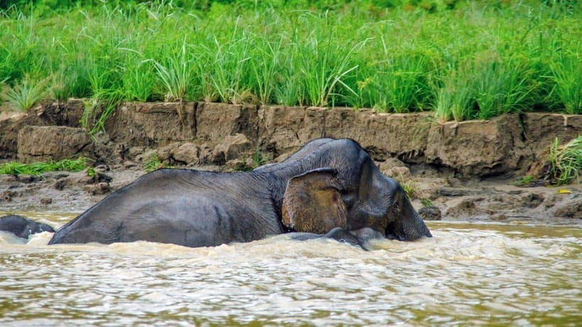 Sandakan: 2 Days 1 Night Bilit, Kinabatangan River Wildlife - The Sandakan to Sepilok Stop That Shapes Your Day Timing