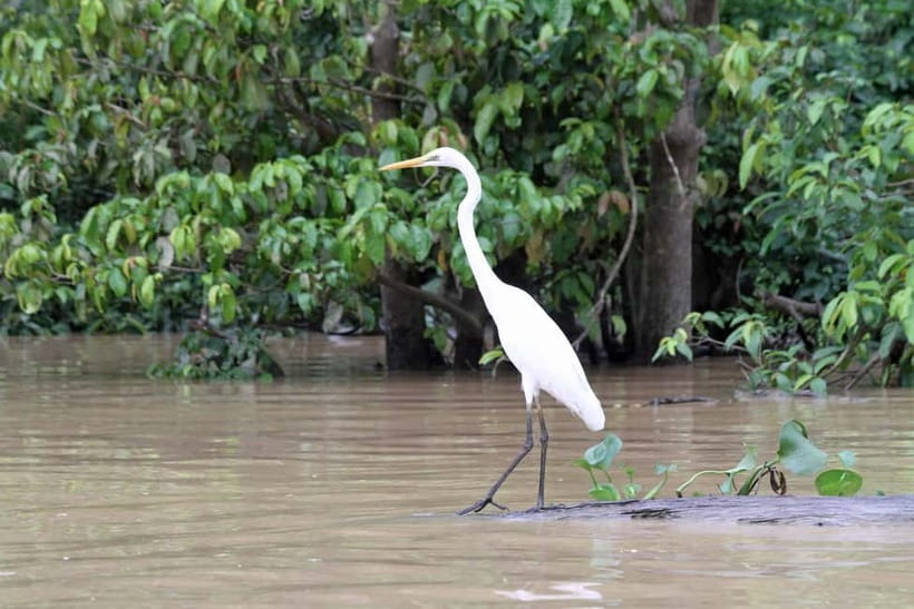 Sandakan: 3D2N The Wild Heart of Borneo River Secrets - Why the Kinabatangan River Safari Feels More Real Than a Typical Tour