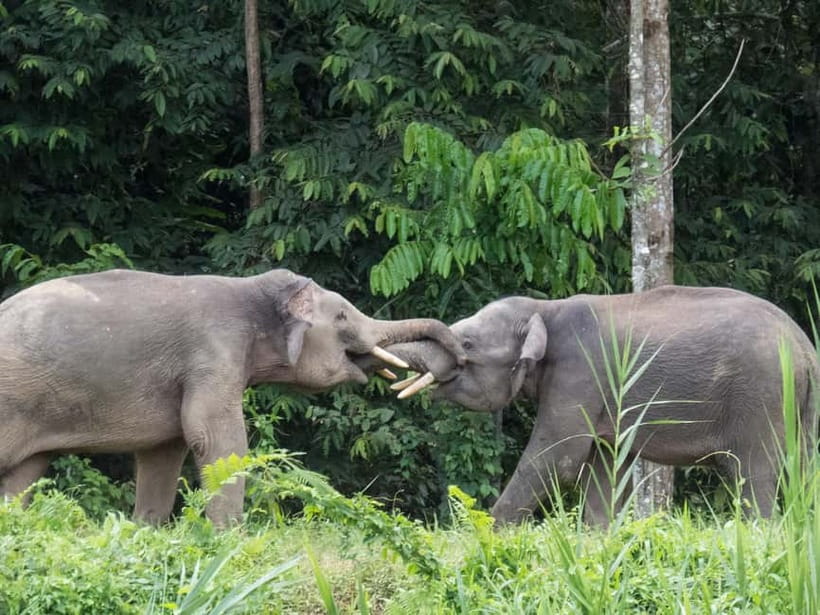 Sandakan: 3D2N The Wild Heart of Borneo River Secrets - Afternoon Cruise on Tea-Colored Water: First Chance at Big Species