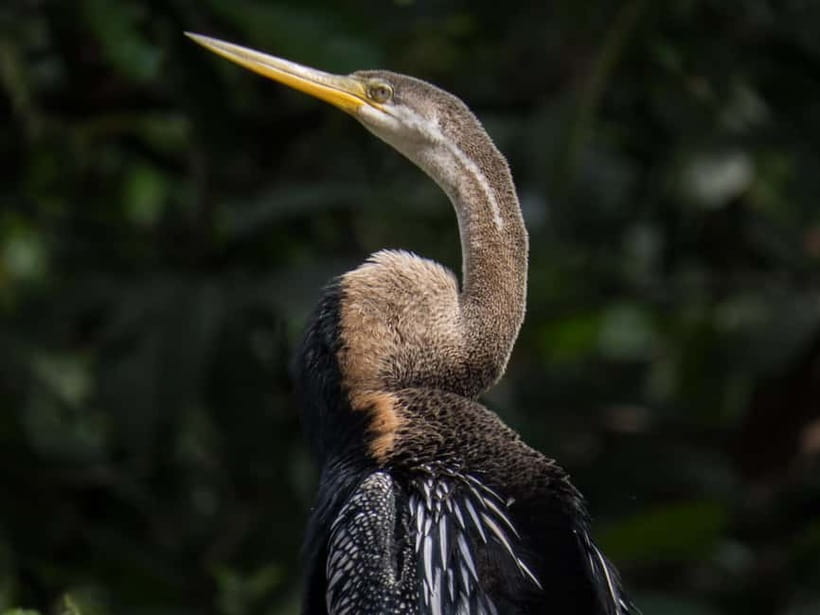 Sandakan: 3D2N The Wild Heart of Borneo River Secrets - Morning Mist Safari: Hornbills, Kingfishers, and the Sound of Action
