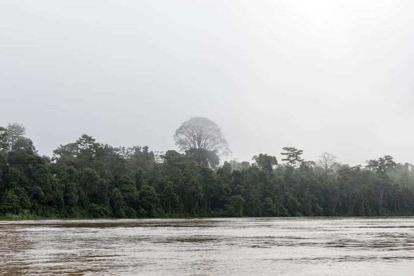 Sandakan: 3D2N The Wild Heart of Borneo River Secrets - Jungle Walk on Muddy Trails: Where You Learn to Read the Forest