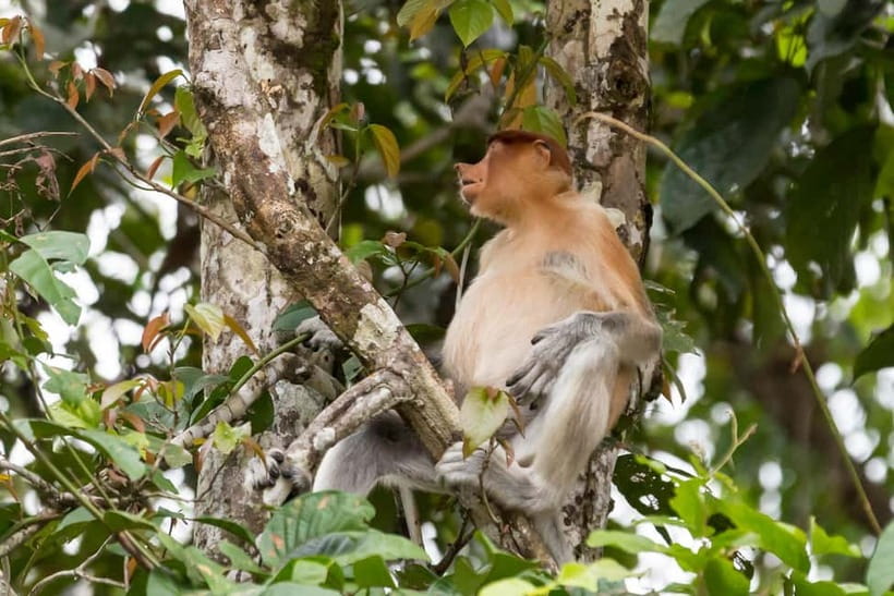 Sandakan: 3D2N The Wild Heart of Borneo River Secrets - Meals, Lodging Comfort, and the Small Things That Actually Matter