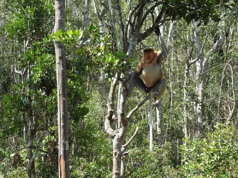 Sandakan: Kinabatangan River Wildlife Cruise with Lunch - Kinabatangan River Wildlife Cruise: why this day is worth the effort