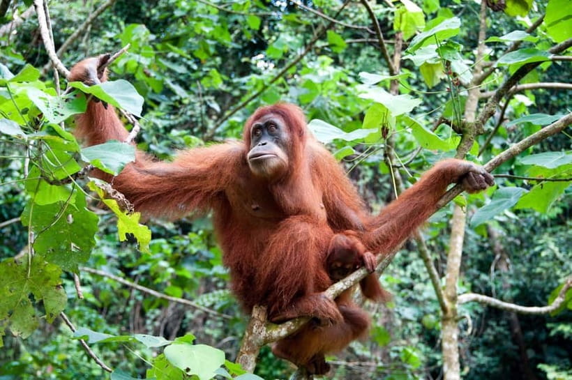 Sandakan: Kinabatangan River Wildlife Cruise with Lunch - Bilit primate time: the part with the best odds
