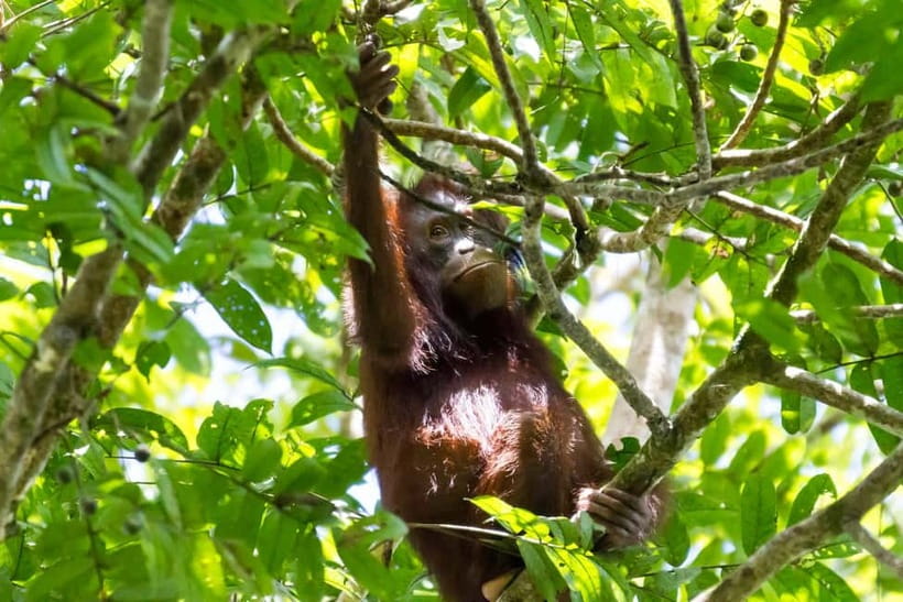 Sandakan: Sukau Rainforest Wildlife Journey & Dawn Cruises - Jungle Walks and Riverbank Birding (What the Guide Searches For)