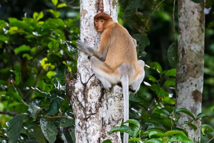 Sandakan: Sukau Rainforest Wildlife Journey & Dawn Cruises - Lodge Comfort, Meals, and the Real Cost of Convenience