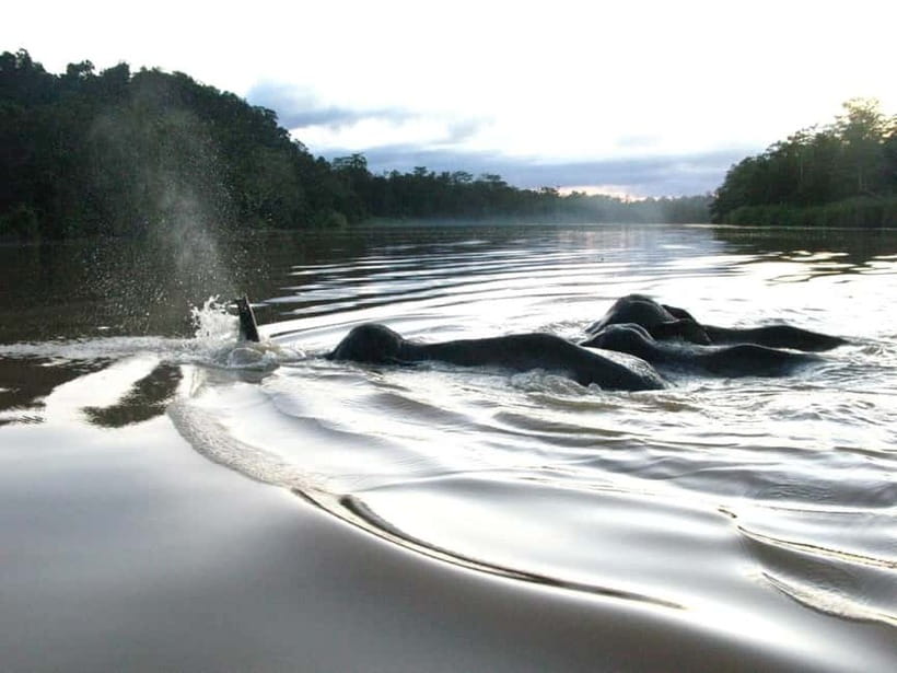 Sandakan: Sukau Rainforest Wildlife Journey & Dawn Cruises - Should You Book? Best Fit and Common Pitfalls