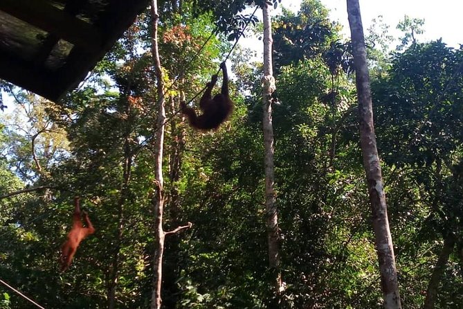 Semenggoh Orangutan Center & Sarawak Cultural Village - What to bring (and why each item matters here)