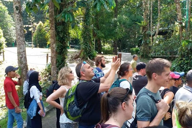 Semenggoh Orangutan Centre from Kuching - Semenggoh’s real appeal: rescue, rehab, and a semi-wild feeding stage