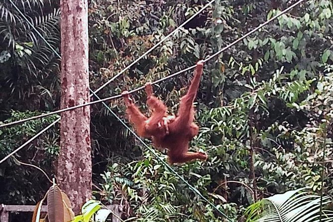 Semenggoh Orangutan Centre from Kuching - Feeding time viewing: the best way to set your expectations