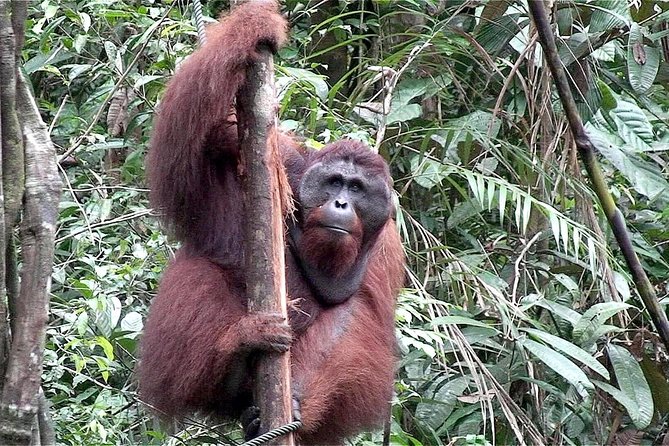 Semenggoh Wildlife Centre: Orangutan Discovery from Kuching - Orangutan sightings: the season factor you cannot ignore