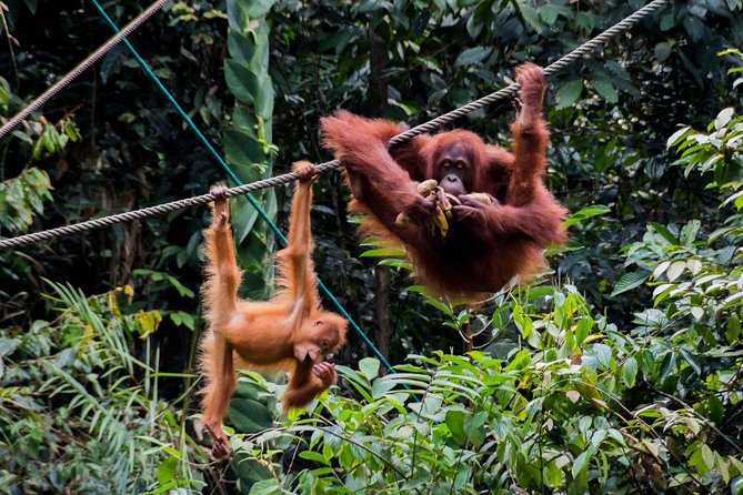 Semenggoh Wildlife Centre: Orangutan Discovery from Kuching - Guide and group size: where the experience becomes personal