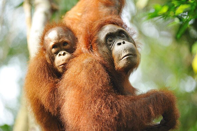 Semenggoh Wildlife Centre: Orangutan Discovery from Kuching - Walking, footwear, and staying comfortable during the swamp section