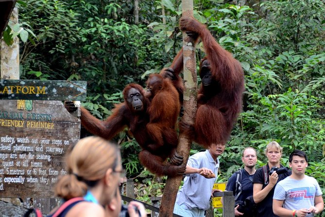 Semenggoh Wildlife Centre: Orangutan Discovery from Kuching - Who this tour suits best
