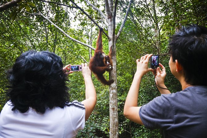 Semenggoh Wildlife Centre: Orangutan Discovery from Kuching - Getting from Kuching without stress: transfers and timing that actually matter