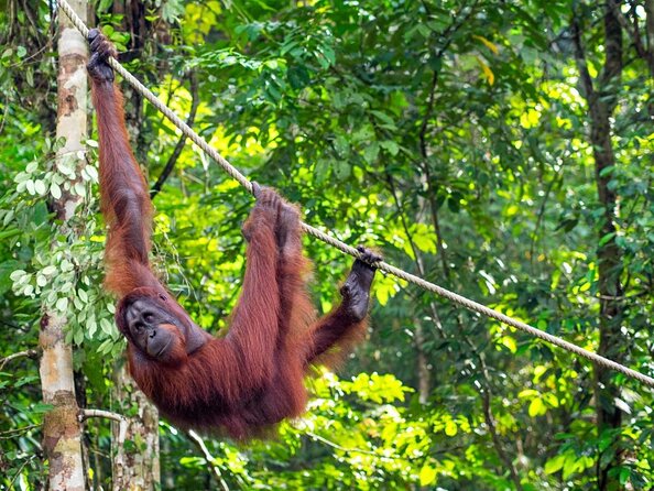 Semenggoh Wildlife Centre Tour: Discover Sarawak’s Orangutans - Key things to know before you go