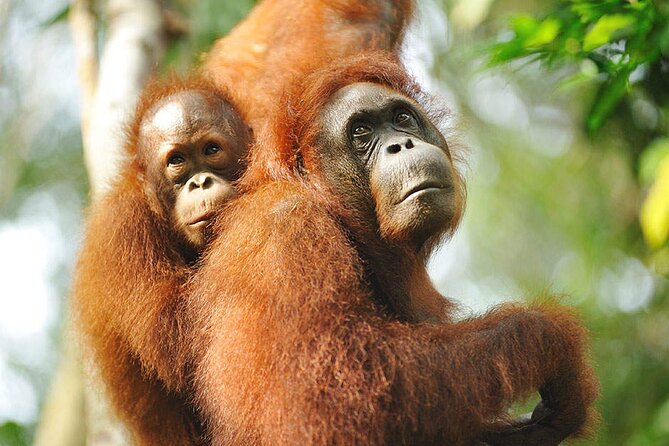 Semenggoh Wildlife Centre Tour: Discover Sarawak’s Orangutans - Timing and weather: how to improve your odds