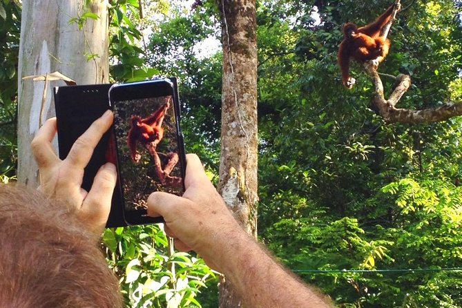 Semenggoh Wildlife Centre Tour: Discover Sarawak’s Orangutans - Pickup, comfort, and group flow in Kuching