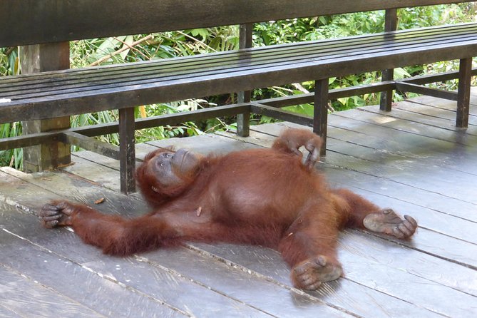 Semenggoh Wildlife Centre Tour: Discover Sarawak’s Orangutans - What to expect on the day, step by step