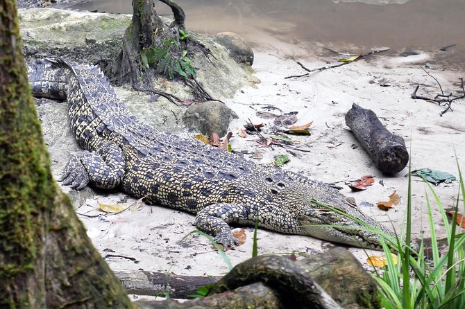 Semenggok Wildlife Centre - The heart of the visit: what you’ll see at Semenggoh Wildlife Centre