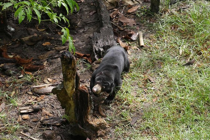 Semenggok Wildlife Centre - Why “rescued and rehabilitated” changes the way you watch