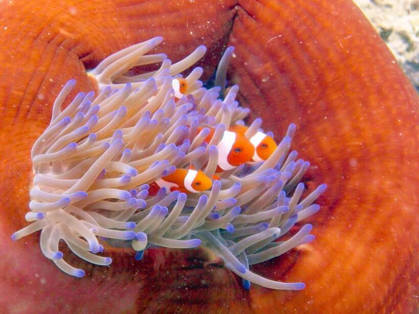 Semporna: Bohey 3 Islands Hike, Snorkel/Dive Tour with Lunch - Who This Tour Fits Best, and Who Should Skip It