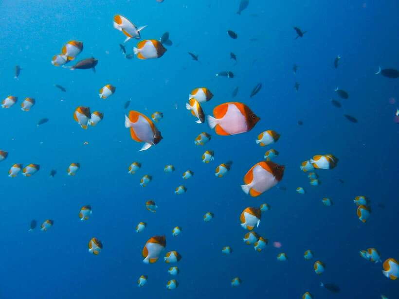Semporna: Bohey 3 Islands Hike, Snorkel/Dive Tour with Lunch - Lunch on a Remote Stop: How the Meal Fits the Day