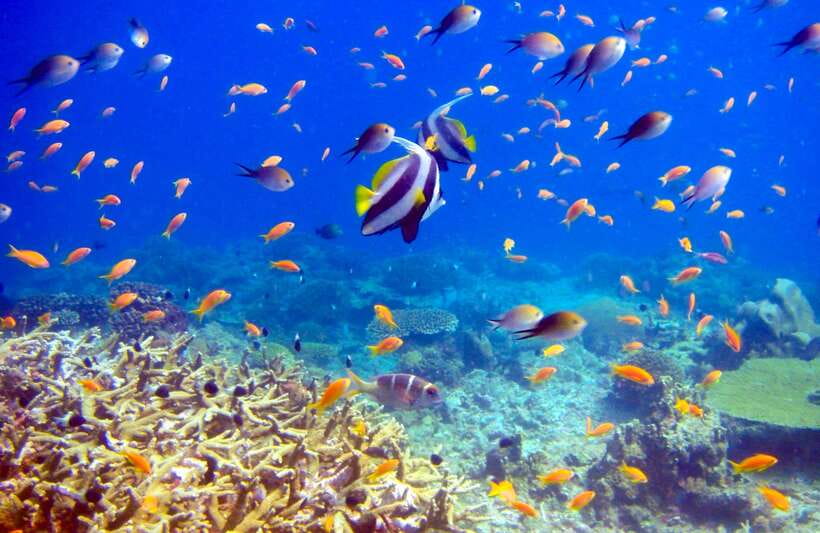 Semporna: Bohey 3 Islands Hike, Snorkel/Dive Tour with Lunch - What to Bring for a Comfortable, Fast 7 Hours