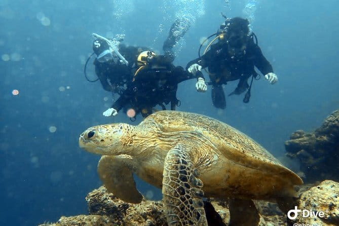 Semporna Hike Bohey 3 Island Snorkel Dive Tour and Lunch - Price and value: what $113 buys, and the scuba add-on fee